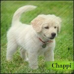 Аватарка Chappi