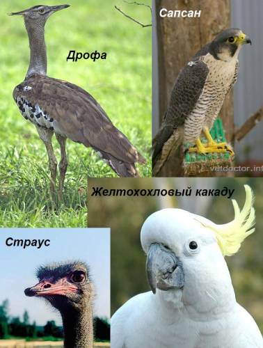 Интересные факты из жизни птиц